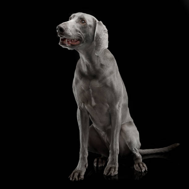 istock Beautiful Weimarener in the dark photo studio 1185626099