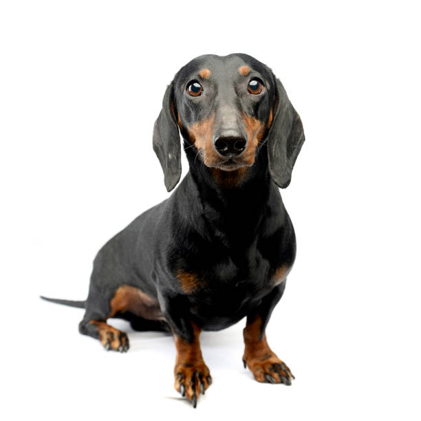 istock Nice Shorthair Dachshund sitting in the white studio 1185626120