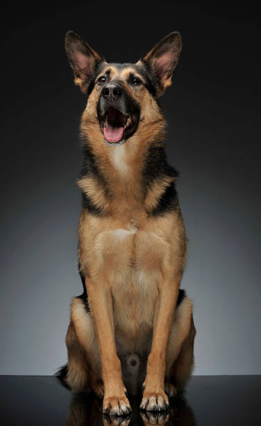 istock German shepherd lying in the reflexing shiny studio floor 1185626126