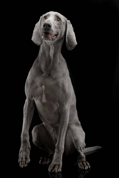 istock Beautiful Weimarener in a dark photo studio 1185626128