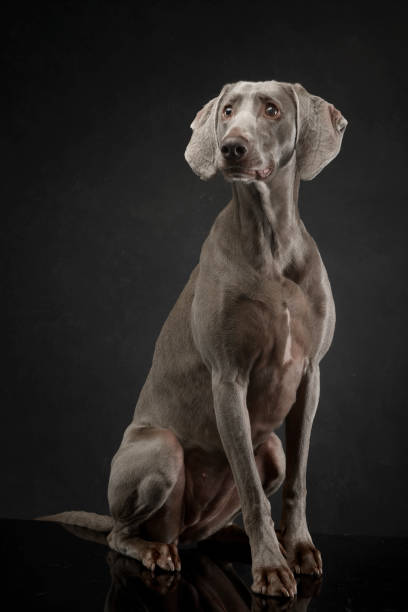 istock Beautiful Weimarener in dark photo studio 1185626211