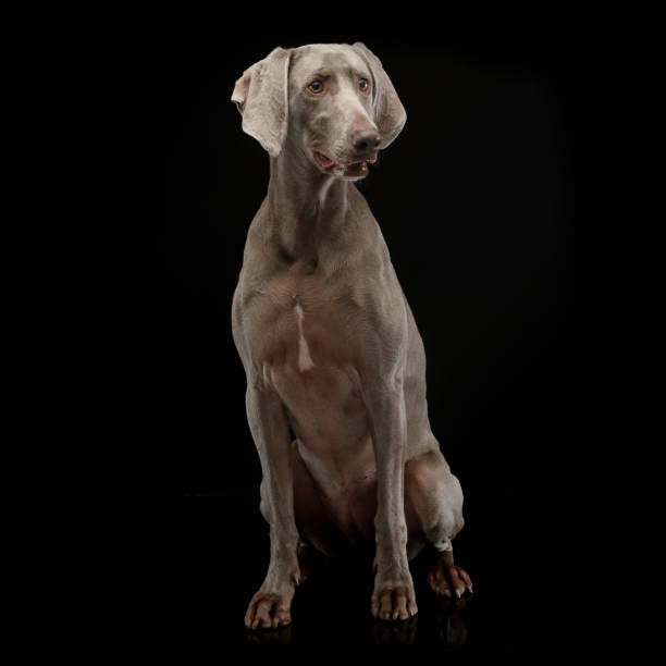 istock Beautiful Weimarener in a dark photo studio 1185626237