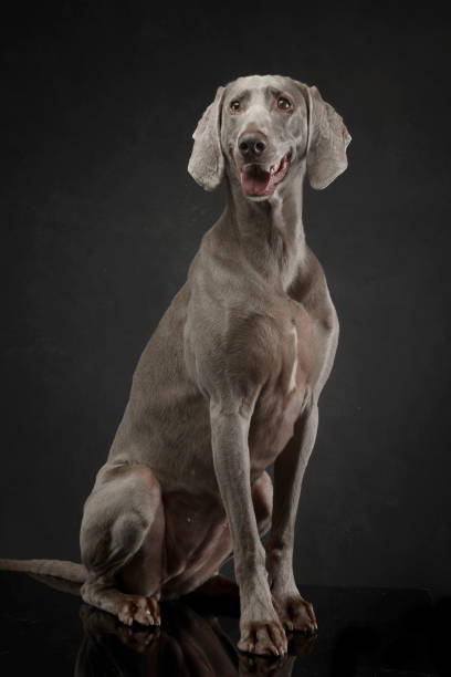 istock Beautiful Weimarener in dark photo studio 1185626244