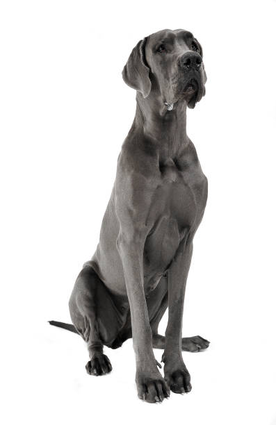 istock Great Dane sitting in a white studio floor 1185626256