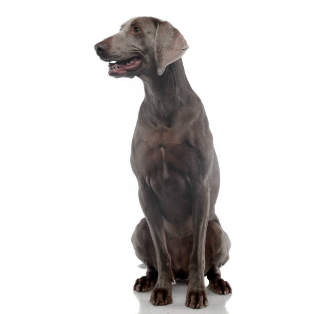 istock Beautiful Weimarener in a white photo studio 1185626274