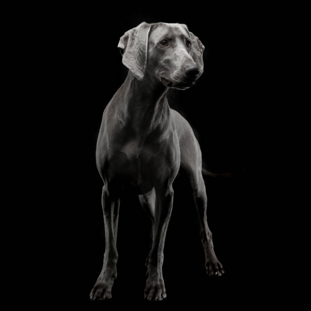 istock Beautiful Weimarener in  dark photo studio 1185626279