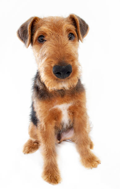 istock Airedale Terrier dog isolated white background 1185626285
