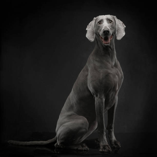 istock Beautiful Weimarener in  dark photo studio 1185626319