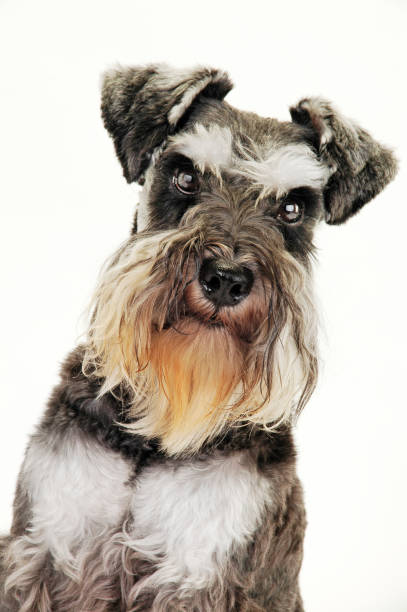 istock aged dog isolated in the white background 1185626414