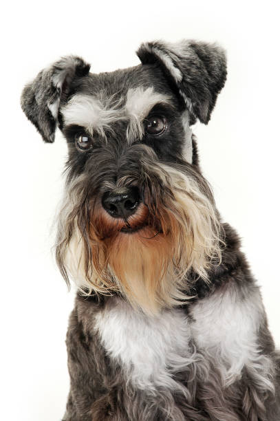 istock aged dog isolated in the white background 1185626437
