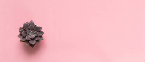 istock Succulent plant against pink background, copy space 1185628065