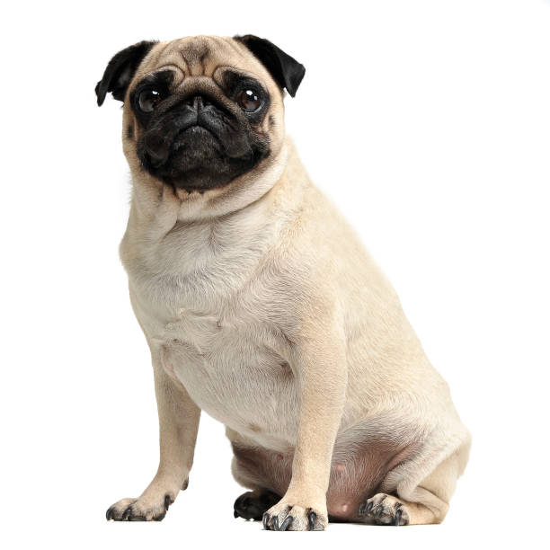 istock cute pug sitting in a white photo studio 1185628497