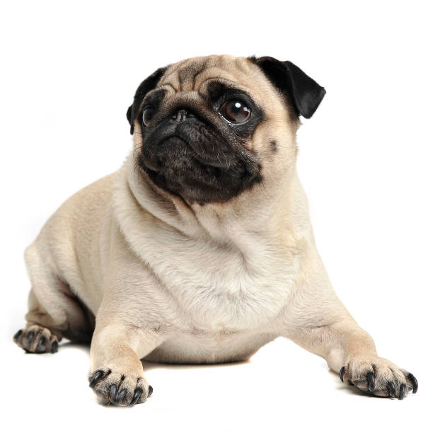 istock cute pug relaxing in a white photo studio 1185628507