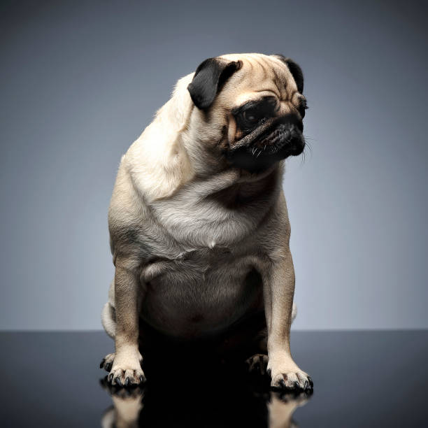 istock cute pug sitting in a grey photo studio 1185628525