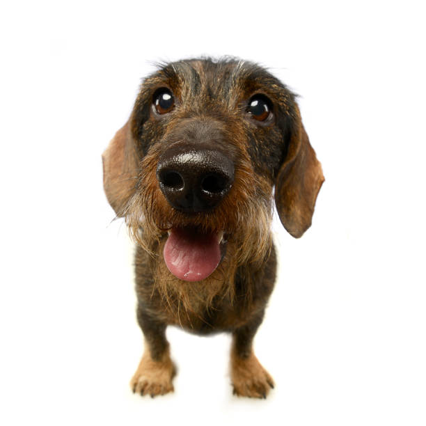 istock wired hair dachshund portrait a in studio 1185628538
