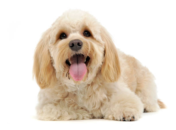 istock havanese relaxing in a white photo studio 1185628949