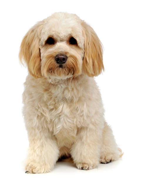 istock havanese relaxing in a white photo studio 1185629256