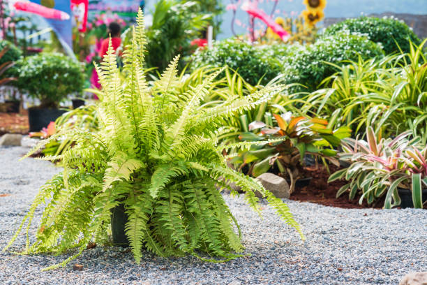 istock Fern plant on the pebble 1185629567