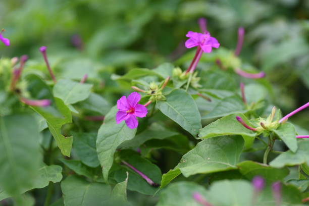 istock Marvel of Peru flowers 1185629800