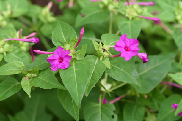 istock Marvel of Peru flowers 1185629810