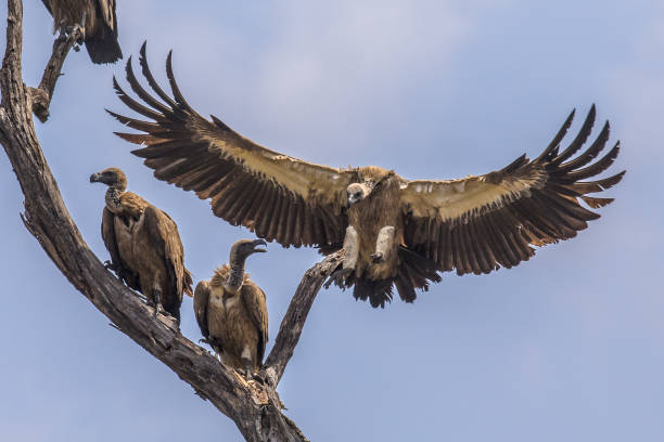 istock White backed vulture landing in tree 1185630730