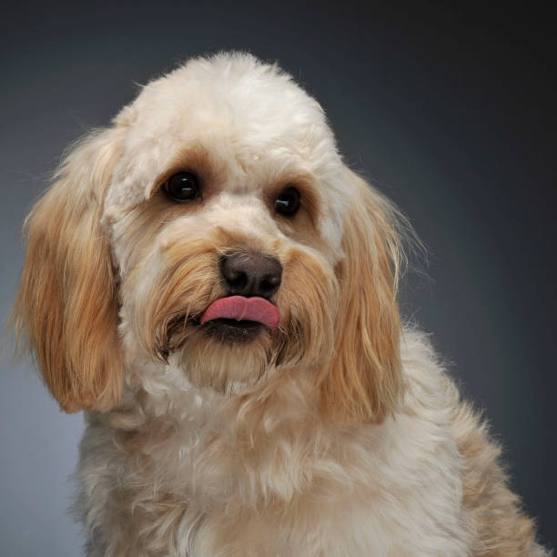 istock cute havanese portrait in dark background 1185631197