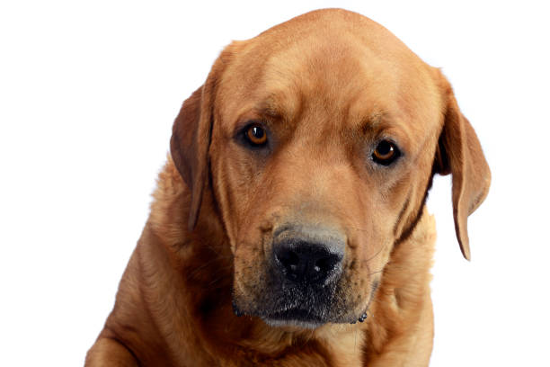 istock labrador retriever portrait in white background studio 1185631268