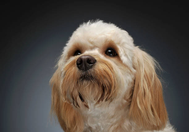 istock cute havanese portrait in dark background 1185631269
