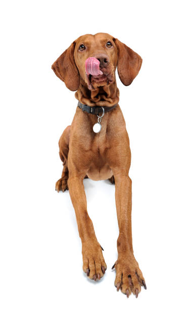 istock Hungarian vizsla licking lips in white background 1185631313