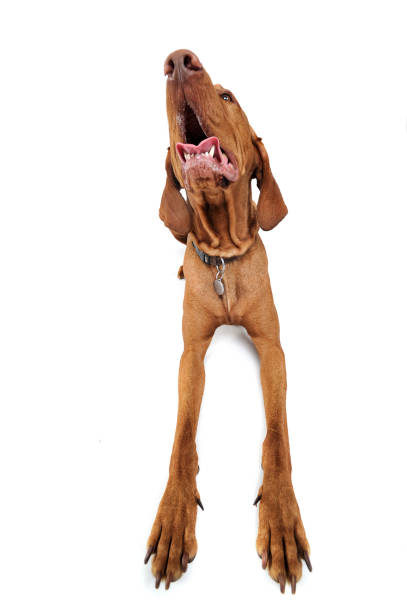 istock Hungarian vizsla looking into the camera 1185631324