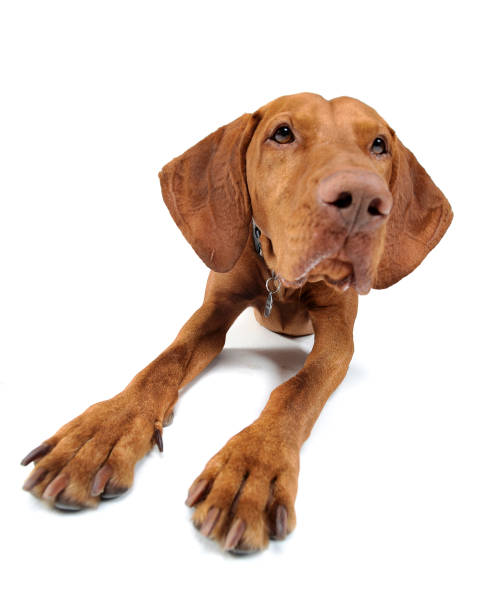 istock Hungarian vizsla looking into the camera 1185631331