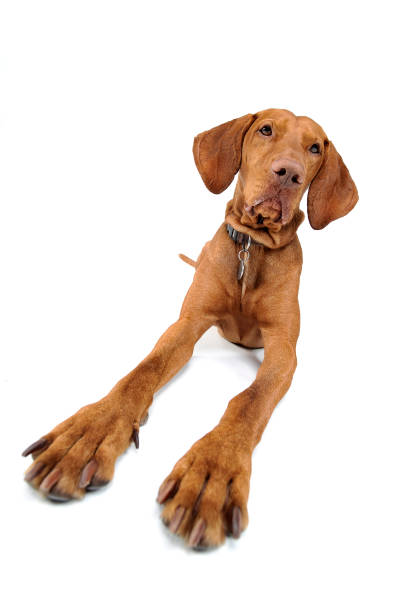 istock Hungarian vizsla looking into the camera 1185631356
