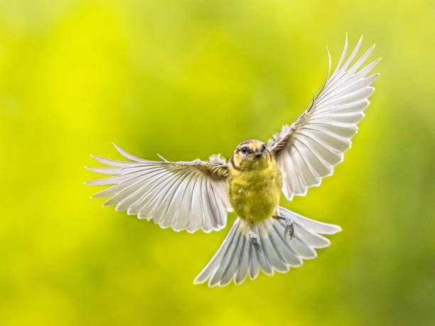 istock Bird in Flight on vivid green background 1185631399