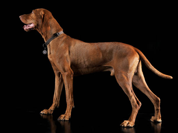 istock Hungarian vizsla standing in black background 1185631402