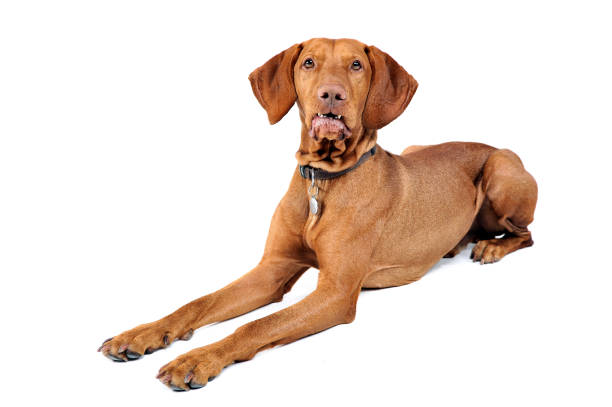 istock Hungarian vizsla waching in white background 1185631472