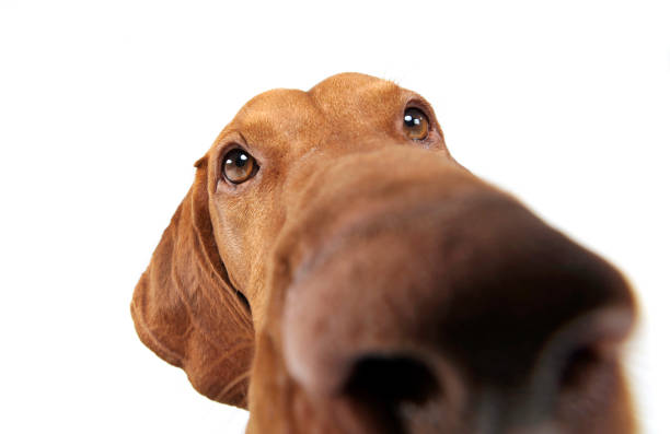 istock Hungarian vizsla waching into wild angel in white background 1185631491