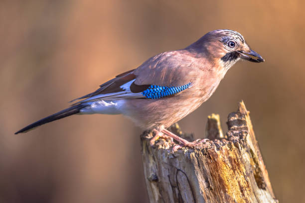 istock Eurasian jay blurred brown background 1185631534