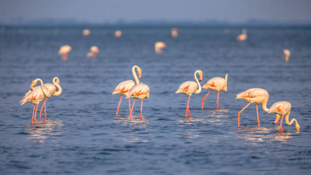 istock Group of Flamingos feeding 1185631639