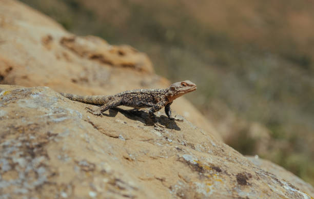 istock Lizard basking under the sun in Georgian mountains 1185631656