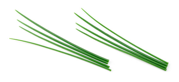 istock Chives isolated. Young green onion. Collection. Flat lay. Top view. 1185631704