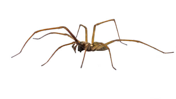 istock Giant house spider sideview isolated on white background 1185631766