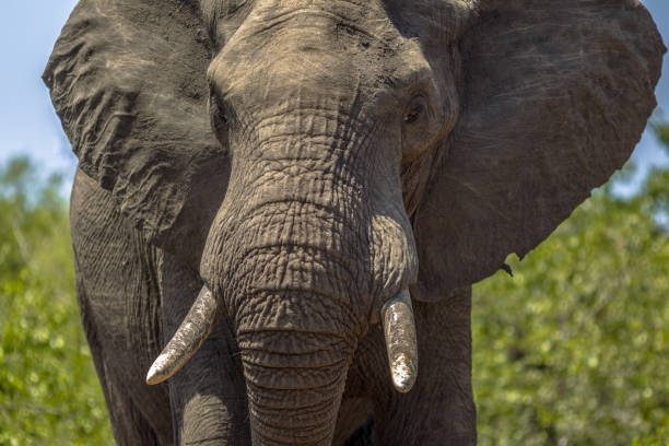 istock Portrait of African Elephant 1185631818