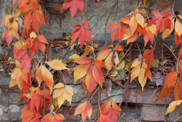istock Red autumn leaves 1185632431