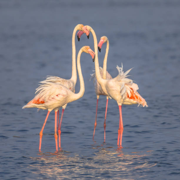 istock Four Flamingos socialising 1185632484
