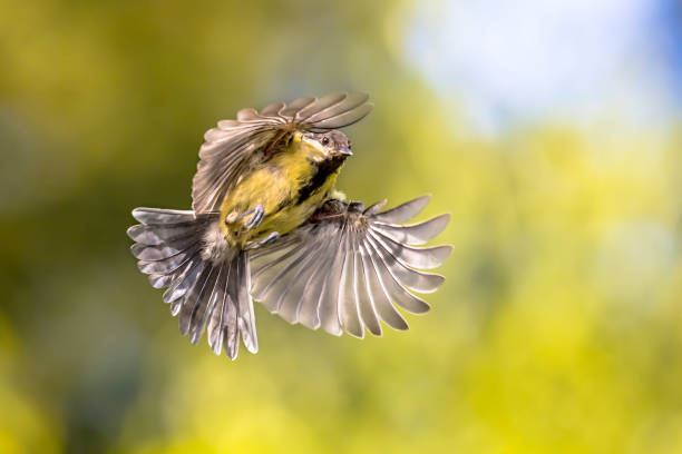 istock Bird in flight on bright green background 1185632539
