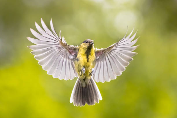 istock Bird in flight on green garden background 1185632604