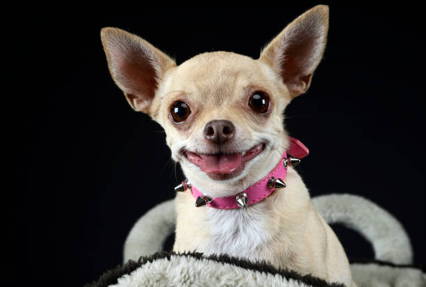 istock funny face chihuahua portrait in dark studio 1185632605