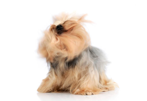 istock yorkshire terrier in a white photo studio 1185632621