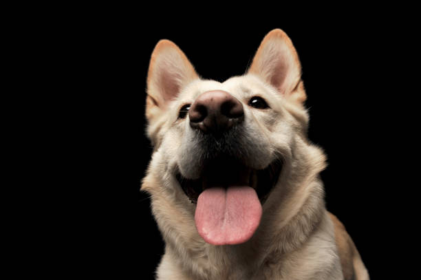 istock German shepherd portrait in a dark studio 1185632625