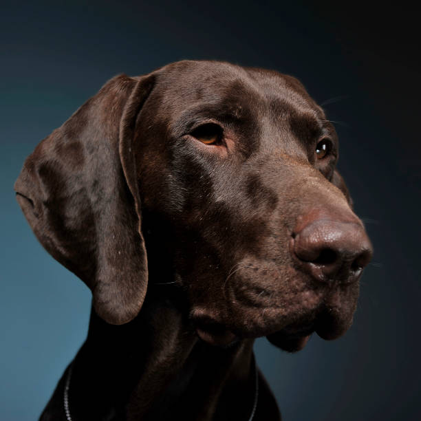 istock German pointer portrait in a dark photostudio 1185632626